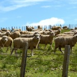 Blanko-Schafe zum Vergleich.